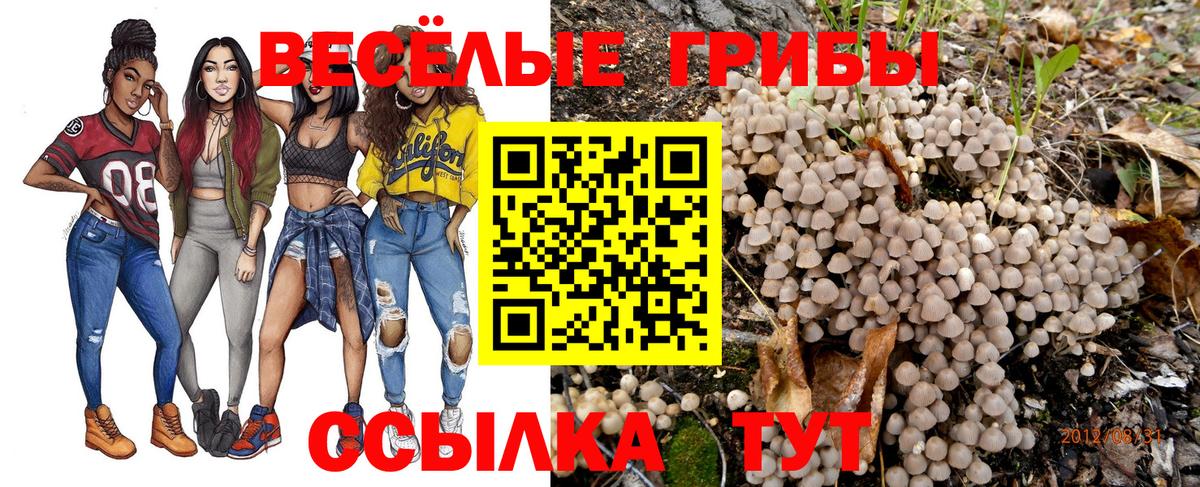 Псилоцибиновые грибы Psilocybe Чернушка